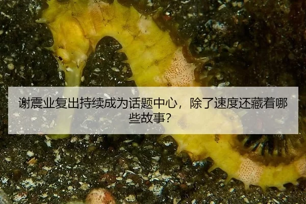 谢震业复出持续成为话题中心，除了速度还藏着哪些故事？
